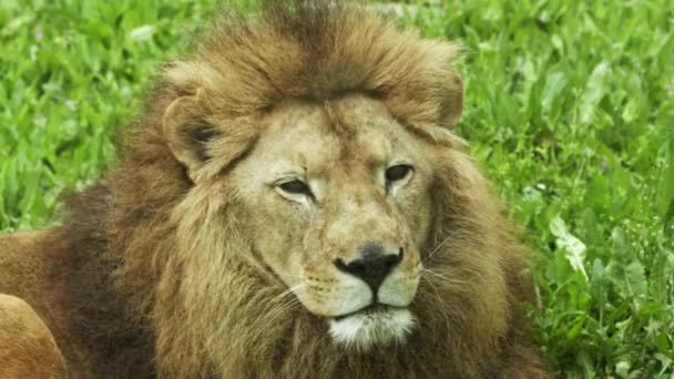 骄傲的雄性狮子坐在草地上 看着镜头镜头 — 图库视频影像