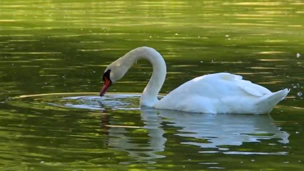 緑の湖で優雅な白鳥の食事映像 — ストック動画