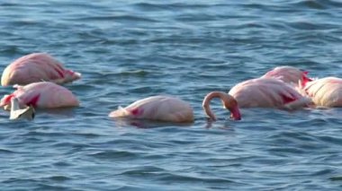 Flamingo Gölü Deniz Görüntülerinin Sığ Suyunda Besleniyor.