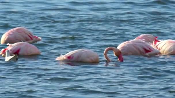 Flamingo Lagune Fütterung Flachen Gewässern Des Meeres Footage — Stockvideo