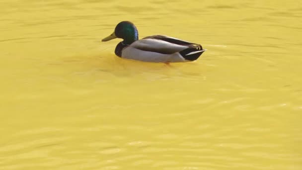 Pato Salvaje Nadando Calma Stream Water Footage — Vídeos de Stock