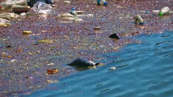 Πλαστικό Μπουκάλι Σκουπίδια Ρίχνονται Στη Θάλασσα Πλάνα — Αρχείο Βίντεο