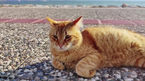 Zbłąkany Kot Drzemie Betonowej Podłodze Beach Video — Wideo stockowe