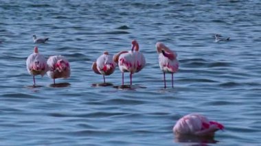 Mavi Göl 'de Duran ve Dinlenen Flamingo Sürüsü.