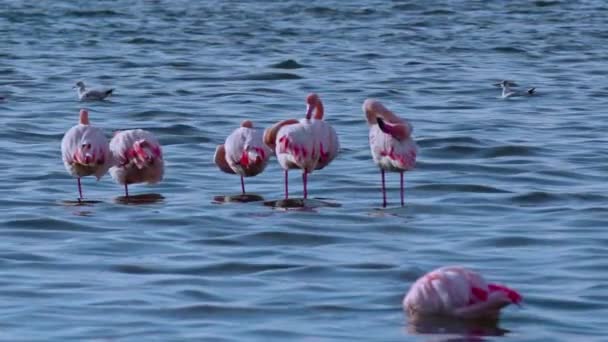 Hejno Flamingos Stojící Odpočívající Modré Laguně Záběry — Stock video