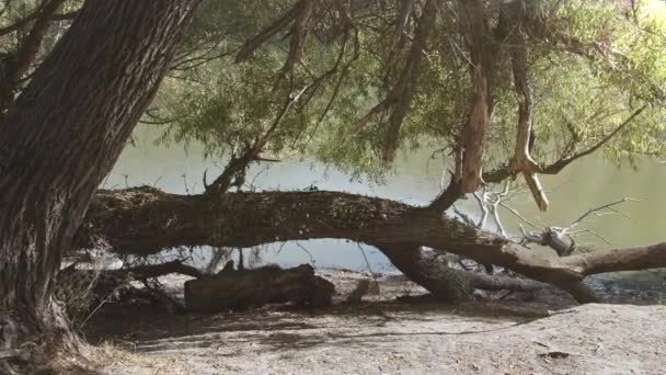 湖畔的枯树和阳光 — 图库视频影像