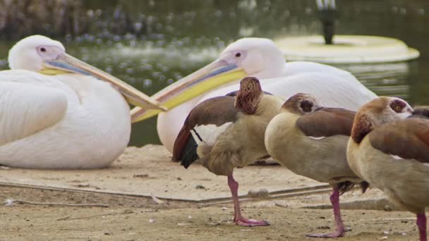 Ptaki Siedzące Nad Jeziorem Krople Wody Nagraniu Fontanny — Wideo stockowe