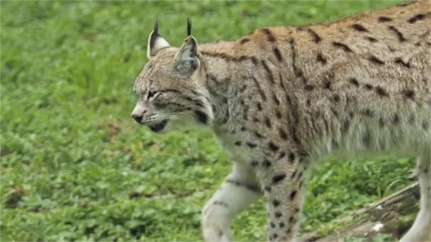 Lone Lynx Walking Green Grass Footage — Stock video