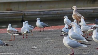 Beton Döşemede Martı Kuşları Su Kanalı Yakınındaki Görüntüler.