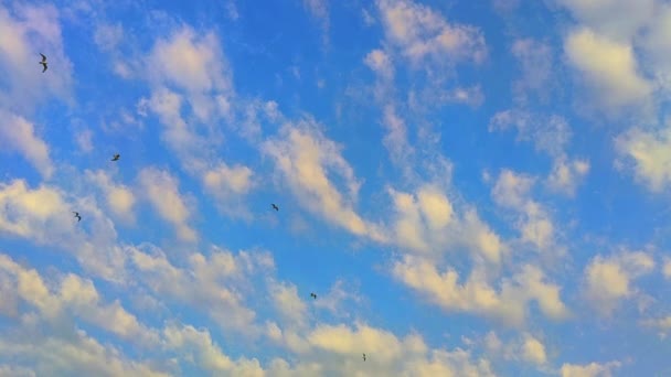 Stádo Racků Vznášejících Létajících Nad Hlavou Záběrech Oblohy — Stock video