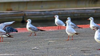 Beton Döşemede Martı Kuşları Su Kanalı Yakınındaki Görüntüler.