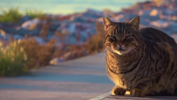 Tabby Street Cat Squinting Vid Solstrålarna Vid Havet — Stockvideo