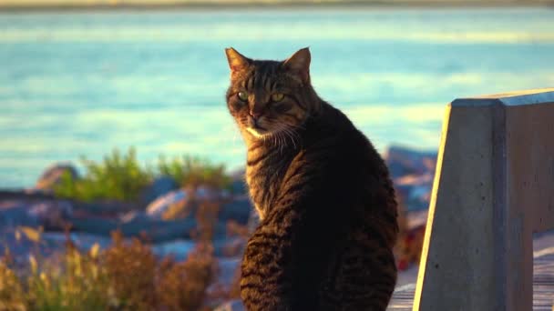 Szorongó Tabby Street Cat Hirtelen Nézett Kamera Mellett Sea Footage — Stock videók