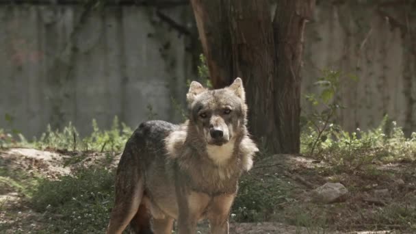 Zmatený Divoký Osamělý Vlk Při Pohledu Záběry Kamery — Stock video