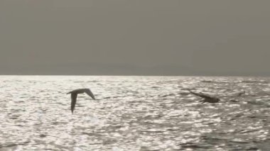 Sakin Okyanus Dalgalarının Üzerinde Uçan Martılar.