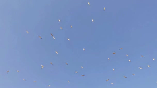 Wild Birds Soaring Flying Blue Clear Sky Footage — Stock Video