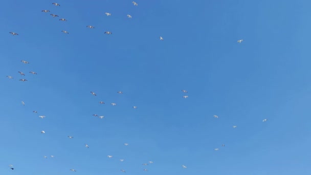 Divocí Ptáci Vznášející Létající Modrém Jasném Nebi Záběry — Stock video