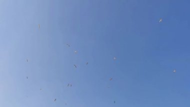 Mavi Gökyüzü Görüntüsünde Uçan ve Uçan Vahşi Kuşlar.
