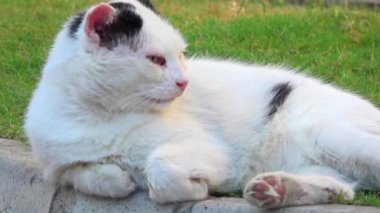 Beyaz, şirin, tembel sokak kedisi çimenlikteki kameraya bakarken görülmüş..