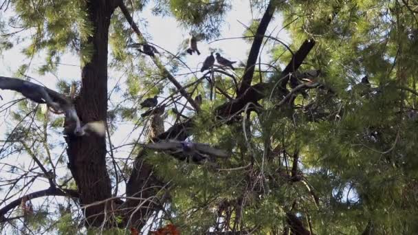Wild City Pigeons Perched Pine Tree Branches Footage — Stock Video