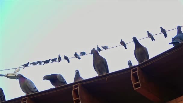 鸽子栖息在电线上的影像 — 图库视频影像