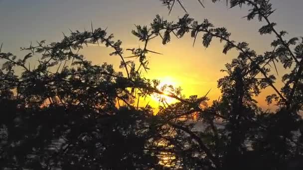 Mar Puesta Del Sol Hermosa Planta Espinosa Rodaje Playa — Vídeo de stock