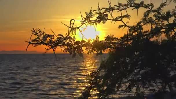 海の夕日とビーチフッテージの美しいトーニープラント — ストック動画