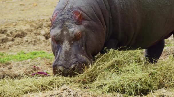 Hippopotamus Eating Dried Grass Summer Footage — Stock Video