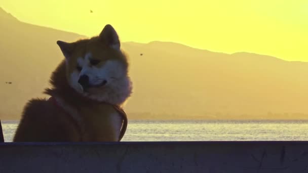 Perro Sentado Junto Mar Junto Las Montañas Observando Entorno Curiosamente — Vídeo de stock
