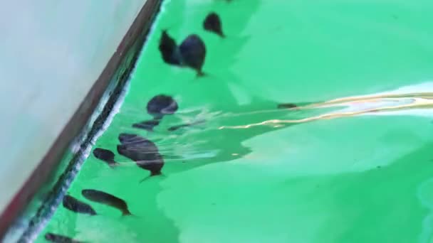 Школа Маленьких Редких Рыбок Поедающих Водоросли Застрявших Лодке Море — стоковое видео