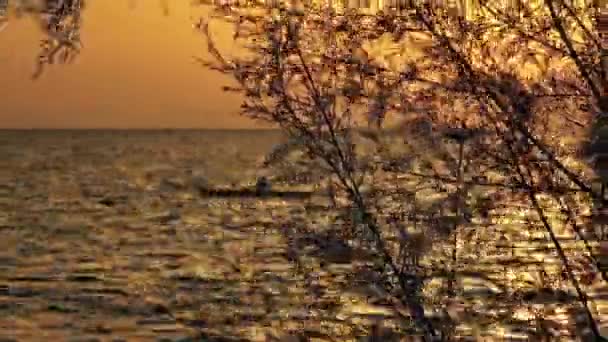 Силует Спортсмена Каное Річці Під Час Осіннього Заходу Сонця — стокове відео