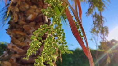 Palmiye Tohumları Ağaçta Rüzgarda Sallanıyor.