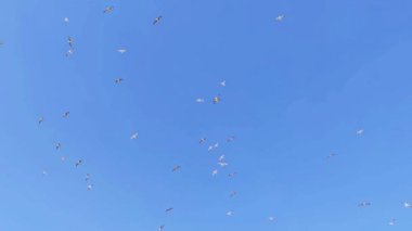 Martı sürüsü Gökyüzünde Yükseliyor ve Uçuyor.