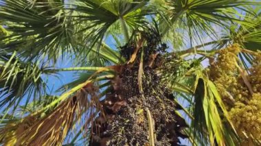 Palmiye Tohumları Ağaçta Rüzgarda Sallanıyor.