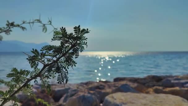 Groene Bladplant Rotsachtige Kust Zon Gloeit Oceaan Beelden — Stockvideo