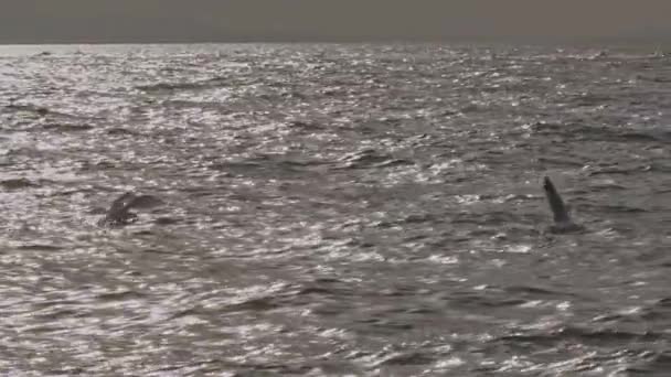 Sirályhal Fogás Szürke Óceánban Lassú Mozgású Felvételen — Stock videók