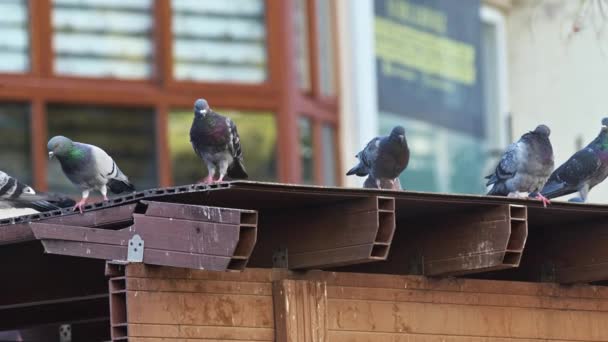 栖息在圆锥结构屋顶上的野鸽 — 图库视频影像