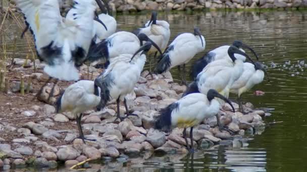 Ibis Migratory Birds Resting Lake Footage — Stock Video
