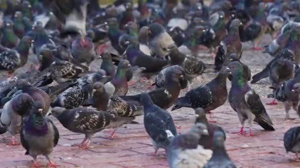 许多野鸽在深红色混凝土地面行走 — 图库视频影像