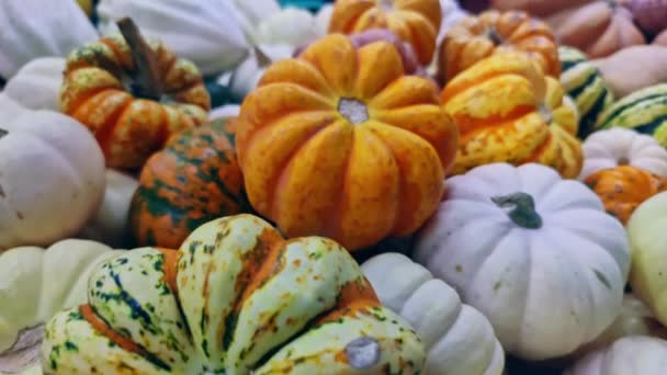 Pilha Abóboras Decoração Halloween Filmagem — Vídeo de Stock