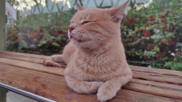Dumny Pomarańczowy Kot Leżący Ławce Rozglądający Się Nagraniu — Wideo stockowe