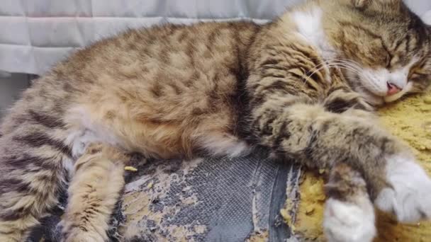 Tabby Street Cat Slapen Old Worn Sponge Beelden — Stockvideo