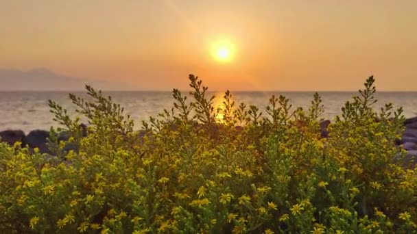 Gelbe Herbstblumen Strand Bei Sonnenuntergang — Stockvideo