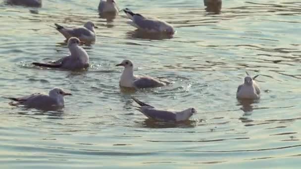 オーシャンウォーターフッテージで休憩と入浴のワイルドシーガルの群れ — ストック動画
