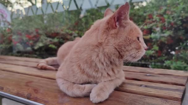 Powder Yellow Orange Street Cat Lügen Footage — Stockvideo