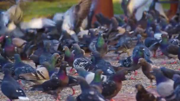 成群结队的鸽子滞留在狭窄的城市停车场中 并试图走过场 — 图库视频影像