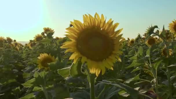 Hasat Zamanı Görüntülerinde Rüzgarda Sallanan Çiçek Tarlada — Stok video