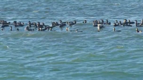 Flock Cormorants Floating Blue Ocean Water Footage — Stock video