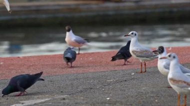 Bir Martı Sürüsü Deniz suyundan Kalkıyor..