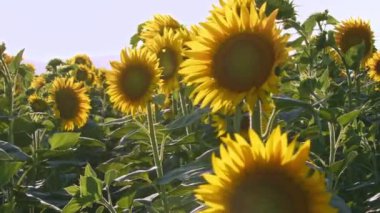 Ayçiçeği hasat zamanı tarlada rüzgarda sallanıyor..